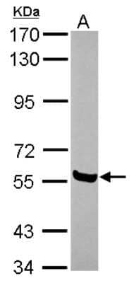 Western Blot: AMIGO1 Antibody [NBP2-15375] - Sample (30 ug of whole cell lysate) A: NT2D1 7.5% SDS PAGE; antibody diluted at 1:1000.