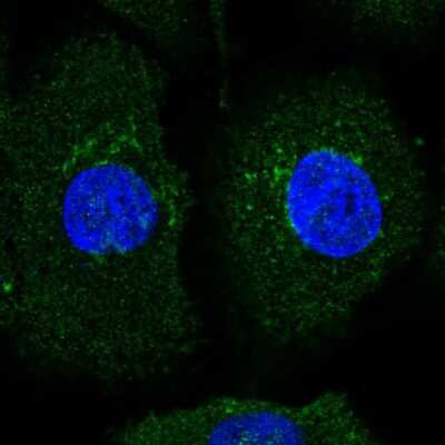 Immunocytochemistry/Immunofluorescence: AMIGO2 Antibody [NBP2-56648] - Staining of human cell line A549 shows localization to cytosol & the Golgi apparatus.