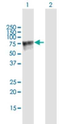 Western Blot: AMIGO2 Antibody [H00347902-B01P] - Analysis of AMIGO2 expression in transfected 293T cell line by AMIGO2 polyclonal antibody.  Lane 1: AMIGO2 transfected lysate(57.42 KDa). Lane 2: Non-transfected lysate.