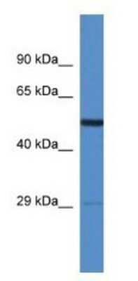 Western Blot: AMIGO2 Antibody [NBP1-79603] - Rat Heart Lysate 1ug/ml  Gel Concentration 12%