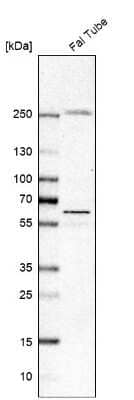 Western Blot AMIGO2 Antibody - BSA Free