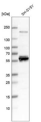 Western Blot: AMIGO3 Antibody (CL11023) [NBP3-07991] - Analysis in human cell line SH-SY5Y.