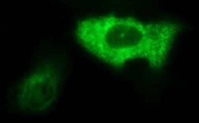 Immunocytochemistry/Immunofluorescence: AMOT Antibody (OTI1A8) - Azide and BSA Free [NBP2-72429] - Analysis of COS7 cells transiently transfected by pCMV6-ENTRY AMOT.