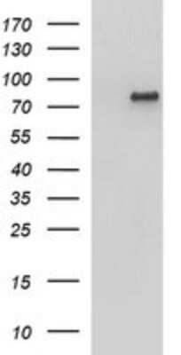 Western Blot: AMOT Antibody (OTI1A8) - Azide and BSA Free [NBP2-72429] - Analysis of HEK293T cells were transfected with the pCMV6-ENTRY control (Left lane) or pCMV6-ENTRY AMOT.