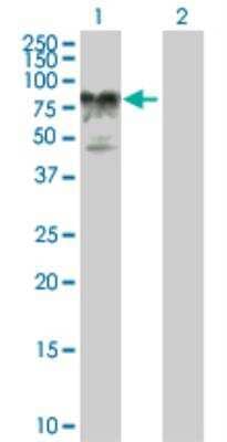 Western Blot: AMOT Antibody [H00154796-B01P] - analysis of AMOT expression in transfected 293T cell line by AMOT purified MaxPab polyclonal antibody (B01P). Lane 1: AMOT transfected lysate (72.50 KDa). Lane 2: Non-transfected lysate.