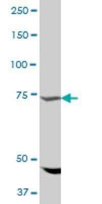 Western Blot: AMOT Antibody [H00154796-B01P] - AMOT MaxPab polyclonal antibody. Western Blot analysis of AMOT expression in rat brain.