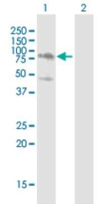 Western Blot: AMOT Antibody [H00154796-B01P] - Analysis of AMOT expression in transfected 293T cell line by AMOT polyclonal antibody.  Lane 1: AMOT transfected lysate(74.25 KDa). Lane 2: Non-transfected lysate.