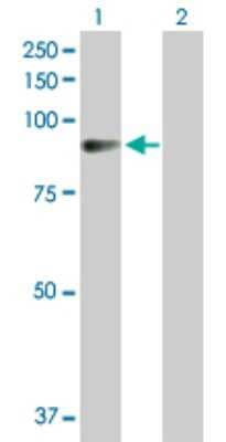 Western Blot: AMOT Antibody [H00154796-D01P] - Analysis of AMOT expression in transfected 293T cell line by AMOT polyclonal antibody.Lane 1: AMOT transfected lysate(72.50 KDa).Lane 2: Non-transfected lysate.