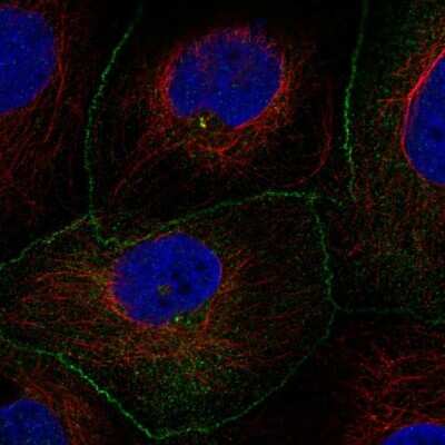 Immunocytochemistry/Immunofluorescence: AMOTL2 Antibody [NBP2-57184] - Staining of human cell line CACO-2 shows localization to centrosome & cell junctions.