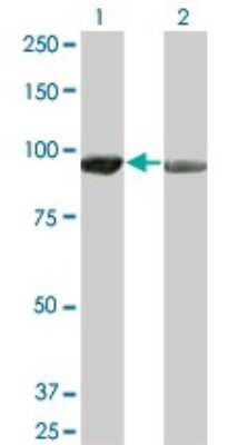 Western Blot: AMPD2 Antibody (2F5) [H00000271-M01A] - Analysis of AMPD2 expression in transfected 293T cell line by AMPD2 monoclonal antibody (M01A), clone 2F5.Lane 1: AMPD2 transfected lysate(92.1 KDa).Lane 2: Non-transfected lysate.