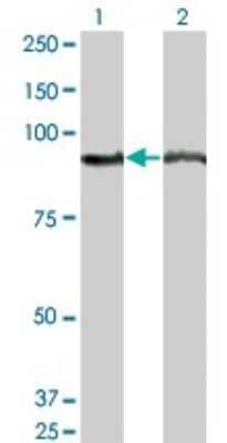 Western Blot: AMPD2 Antibody (2G8) [H00000271-M04A] - Analysis of AMPD2 expression in transfected 293T cell line by AMPD2 monoclonal antibody (M04A), clone 2G8. Lane 1: AMPD2 transfected lysatE (92.1 KDa). Lane 2: Non-transfected lysate.