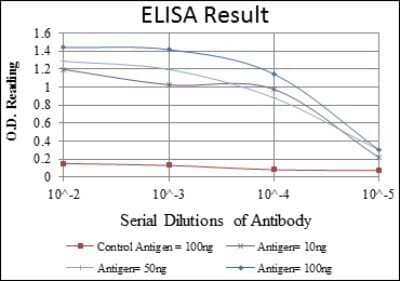 ELISA: AMPK alpha 1 Antibody (2B7) - Azide and BSA Free [NBP2-80575] - Red: Control Antigen (100ng); Purple: Antigen (10ng); Green: Antigen (50ng); Blue: Antigen (100ng). Image from the standard format of this antibody.