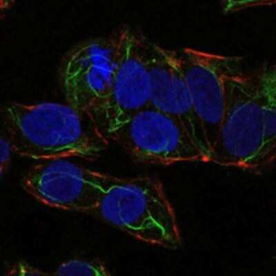 Immunocytochemistry/Immunofluorescence: AMPK alpha 1 Antibody (2B7) - Azide and BSA Free [NBP2-80575] - Immunofluorescence analysis of NTERA-2 cells using AMPK alpha 1 mouse mAb (green). Blue: DRAQ5 fluorescent DNA dye. Red: Actin filaments have been labeled with Alexa Fluor-555 phalloidin. Image from the standard format of this antibody.