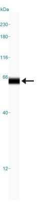 Simple Western: AMPK alpha 1 Antibody (2B7) - Azide and BSA Free [NBP2-80575] - Simple Western lane view shows a specific band for AMPK Alpha 1 in 0.5 mg/ml of HepG2 lysate. This experiment was performed under reducing conditions using the 12-230 kDa separation system. Image from the standard format of this antibody.