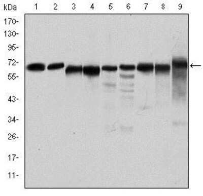 Western Blot: AMPK alpha 1 Antibody (2B7) - Azide and BSA Free [NBP2-80575] - Western blot analysis using AMPK alpha 1 mouse mAb against Jurkat (1), Hela (2), HepG2 (3), MCF-7 (4), Cos7 (5), NIH/3T3 (6), K562 (7), HEK293 (8), and PC-12 (9) cell lysate. Image from the standard format of this antibody.