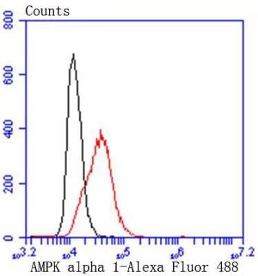 Flow Cytometry: AMPK alpha 1 Antibody (SU03-48) [NBP2-67472] - Analysis of Hela cells with AMPK alpha 1 antibody at 1/50 dilution (red) compared with an unlabelled control (cells without incubation with primary antibody; black). Alexa Fluor 488-conjugated goat anti rabbit IgG was used as the secondary antibody.
