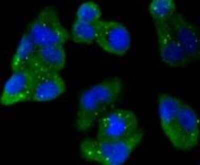 Immunocytochemistry/Immunofluorescence: AMPK alpha 1 Antibody (SU03-48) [NBP2-67472] - Staining AMPK alpha 1 in Hela cells (green). The nuclear counter stain is DAPI (blue). Cells were fixed in paraformaldehyde, permeabilised with 0.25% Triton X100/PBS.