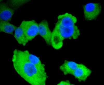 Immunocytochemistry/Immunofluorescence: AMPK alpha 1 Antibody (SU03-48) [NBP2-67472] - Staining AMPK alpha 1 in PANC-1 cells (green). The nuclear counter stain is DAPI (blue). Cells were fixed in paraformaldehyde, permeabilised with 0.25% Triton X100/PBS.