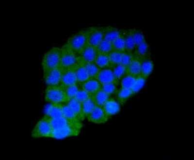 Immunocytochemistry/Immunofluorescence: AMPK alpha 1 Antibody (SU03-48) [NBP2-67472] - Staining AMPK alpha 1 in PC-12 cells (green). The nuclear counter stain is DAPI (blue). Cells were fixed in paraformaldehyde, permeabilised with 0.25% Triton X100/PBS.