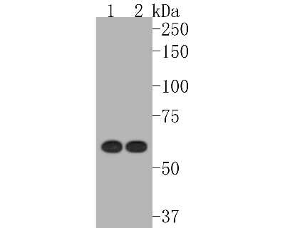 Western Blot: AMPK alpha 1 Antibody (SU03-48) [NBP2-67472] - Western blot analysis of AMPK alpha 1 on different lysates. Proteins were transferred to a PVDF membrane and blocked with 5% BSA in PBS for 1 hour at room temperature. The primary antibody (1/500) was used in 5% BSA at room temperature for 2 hours. Goat A