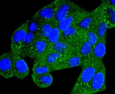 Immunocytochemistry/Immunofluorescence: AMPK alpha 1 [p Ser496] Antibody (SD0810) [NBP2-67805] - Staining Phospho-AMPK alpha 1(S496) in Hela cells (green). The nuclear counter stain is DAPI (blue). Cells were fixed in paraformaldehyde, permeabilised with 0.25% Triton X100/PBS.