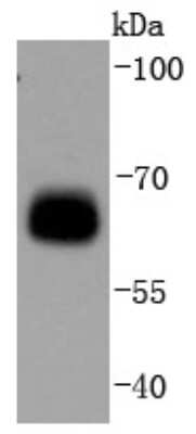 Western Blot: AMPK alpha 1 [p Ser496] Antibody (SD0810) [NBP2-67805] - Analysis of Phospho-AMPK alpha 1(S496) on 293T cells lysates using anti-Phospho-AMPK alpha 1(S496) antibody at 1/1,000 dilution.