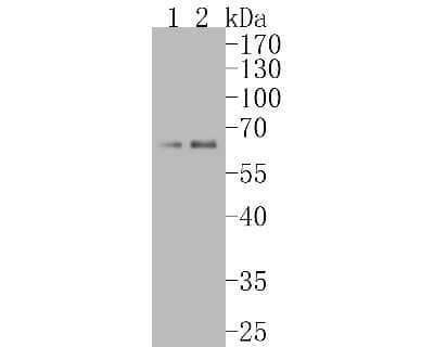 Western Blot: AMPK alpha 1 [p Ser496] Antibody (SD0810) [NBP2-67805] - Western blot analysis of AMPK alpha 1 on different lysates. Proteins were transferred to a PVDF membrane and blocked with 5% BSA in PBS for 1 hour at room temperature. The primary antibody (1/500) was used in 5% BSA at room temperature for 2 hours. Goat A
