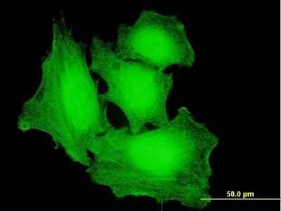 Immunocytochemistry/Immunofluorescence: AMPK alpha 2 Antibody [H00005563-B01P] - Analysis of purified antibody to PRKAA2 on HeLa cell. (antibody concentration 10 ug/ml)