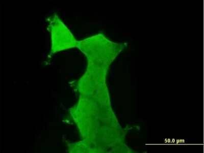 Immunocytochemistry/Immunofluorescence: AMPK alpha 2 Antibody [H00005563-B01P] - Analysis of purified antibody to PRKAA2 on 293 cell. (antibody concentration 1 ug/ml)