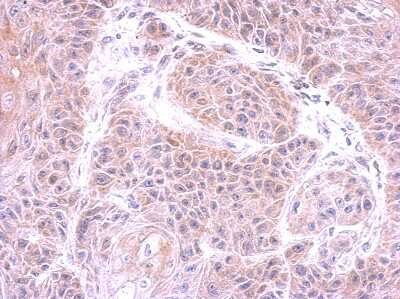 Immunohistochemistry-Paraffin: AMPK alpha 2 Antibody [NBP2-15381] - Paraffin-embedded mouse brain, using antibody at 1:500 dilution.