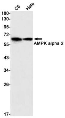 Western Blot: AMPK alpha 2 Antibody (S06-2E8) [NBP3-19569] - Western blot detection of AMPK alpha 2 in C6, Hela cell lysates using NBP3-19569 (1:1000 diluted). Predicted band size: 62kDa. Observed band size: 62kDa.