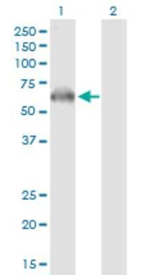 Western Blot: AMPK alpha 2 Antibody [H00005563-B01P] - Analysis of PRKAA2 expression in transfected 293T cell line by PRKAA2 polyclonal antibody.  Lane 1: PRKAA2 transfected lysate(62.30 KDa). Lane 2: Non-transfected lysate.