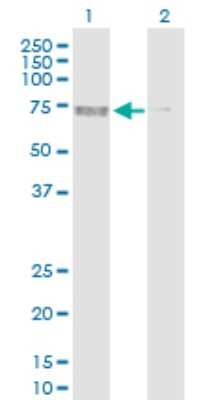 Western Blot: AMPK alpha 2 Antibody [H00005563-D01P] - Analysis of PRKAA2 expression in transfected 293T cell line by PRKAA2 polyclonal antibody.Lane 1: PRKAA2 transfected lysate(62.30 KDa).Lane 2: Non-transfected lysate.