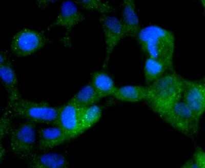Immunocytochemistry/Immunofluorescence: AMPK alpha 2 [p Ser345] Antibody (JJ08-19) [NBP2-67863] - Staining Phospho-AMPK alpha 2(S345) in 293 cells (green). The nuclear counter stain is DAPI (blue). Cells were fixed in paraformaldehyde, permeabilised with 0.25% Triton X100/PBS.