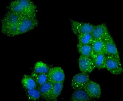 Immunocytochemistry/Immunofluorescence: AMPK alpha 2 [p Ser345] Antibody (JJ08-19) [NBP2-67863] - Staining Phospho-AMPK alpha 2(S345) in Hela cells (green). The nuclear counter stain is DAPI (blue). Cells were fixed in paraformaldehyde, permeabilised with 0.25% Triton X100/PBS.