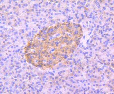 Immunohistochemistry-Paraffin: AMPK alpha 2 [p Ser345] Antibody (JJ08-19) [NBP2-67863] - Analysis of paraffin-embedded human pancreas tissue using anti-Phospho-AMPK alpha 2(S345) antibody. Counter stained with hematoxylin.