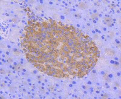 Immunohistochemistry-Paraffin: AMPK alpha 2 [p Ser345] Antibody (JJ08-19) [NBP2-67863] - Analysis of paraffin-embedded mouse pancreas tissue using anti-Phospho-AMPK alpha 2(S345) antibody. Counter stained with hematoxylin.
