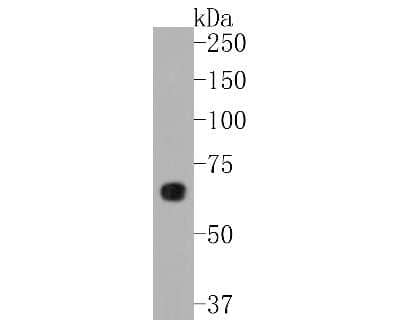 Western Blot: AMPK alpha 2 [p Ser345] Antibody (JJ08-19) [NBP2-67863] - Western blot analysis of AMPK alpha 2 on 293 cell lysates. Proteins were transferred to a PVDF membrane and blocked with 5% BSA in PBS for 1 hour at room temperature. The primary antibody (1/500) was used in 5% BSA at room temperature for 2 hours. Goat An