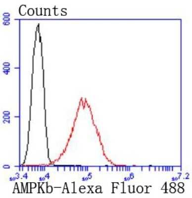Flow Cytometry: AMPK beta 1 Antibody (SD082-06) [NBP2-67787] - Analysis of A431 cells with AMPK beta 1 antibody at 1/50 dilution (red) compared with an unlabelled control (cells without incubation with primary antibody; black). Alexa Fluor 488-conjugated goat anti rabbit IgG was used as the secondary antibody