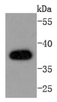 Western Blot: AMPK beta 1 Antibody (SD082-06) [NBP2-67787] - Analysis of AMPK beta 1 on A431 cells lysates using anti-AMPK beta 1 antibody at 1/1,000 dilution.