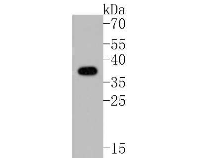 Western Blot: AMPK beta 1 Antibody (SD082-06) [NBP2-67787] - Western blot analysis of AMPK beta 1 on A431 cell lysates. Proteins were transferred to a PVDF membrane and blocked with 5% BSA in PBS for 1 hour at room temperature. The primary antibody (1/500) was used in 5% BSA at room temperature for 2 hours. Goat An
