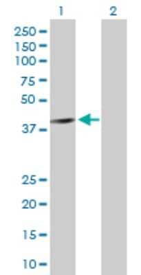 Western Blot: AMPK beta 1 Antibody [H00005564-D01P] - Analysis of PRKAB1 expression in transfected 293T cell line by PRKAB1 polyclonal antibody.Lane 1: PRKAB1 transfected lysate(30.40 KDa).Lane 2: Non-transfected lysate.