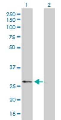 Western Blot: AMPK beta 2/PRKAB2 Antibody [H00005565-B01P] - Analysis of PRKAB2 expression in transfected 293T cell line by PRKAB2 polyclonal antibody.  Lane 1: PRKAB2 transfected lysate(29.92 KDa). Lane 2: Non-transfected lysate.