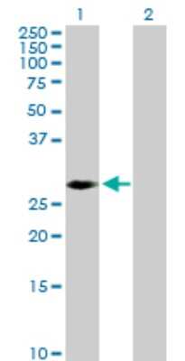 Western Blot: AMPK beta 2/PRKAB2 Antibody [H00005565-D01P] - Analysis of PRKAB2 expression in transfected 293T cell line by PRKAB2 polyclonal antibody.Lane 1: PRKAB2 transfected lysate(30.30 KDa).Lane 2: Non-transfected lysate.