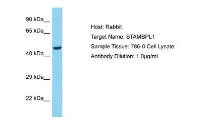 Western Blot: AMSH-LP Antibody [NBP2-86993] - Host: Rabbit. Target Name: STAMBPL1. Sample Tissue: Human 786-0 Whole Cell. Antibody Dilution: 1ug/ml