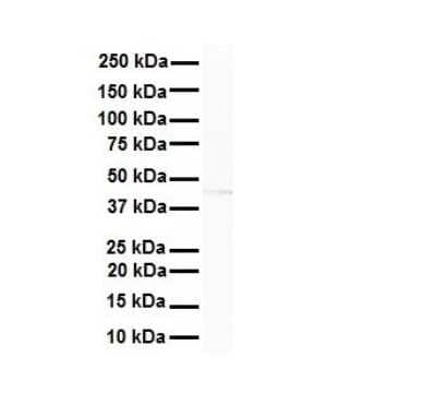 Western Blot: AMSH-LP Antibody [NBP2-86993] - WB Suggested Anti-STAMBPL1 antibody Titration: 1 ug/mL. Sample Type: Human K562