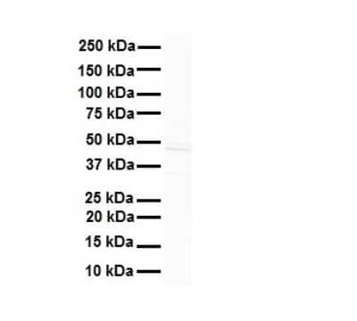 Western Blot: AMSH-LP Antibody [NBP2-86993] - WB Suggested Anti-STAMBPL1 antibody Titration: 1 ug/mL. Sample Type: Human MDA-MB-435s