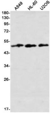 Western Blot: AMSH/STAMBP Antibody (S07-6D1) [NBP3-19832] - Western blot detection of AMSH/STAMBP in A549, HL-60, U2OS using NBP3-19832 (1:1000 diluted)