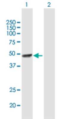 Western Blot: AMSH/STAMBP Antibody [H00010617-B01P] - Analysis of STAMBP expression in transfected 293T cell line by STAMBP polyclonal antibody.  Lane 1: STAMBP transfected lysate(46.64 KDa). Lane 2: Non-transfected lysate.