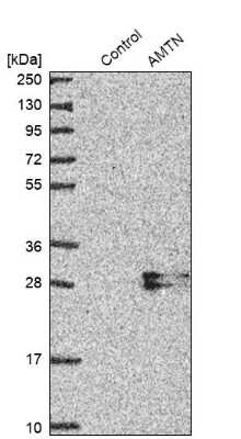 Western Blot: AMTN Antibody [NBP2-32718] - Analysis in control (vector only transfected HEK293T lysate) and AMTN over-expression lysate (Co-expressed with a C-terminal myc-DDK tag (3.1 kDa) in mammalian HEK293T cells).